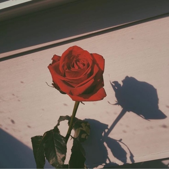 Meet your Posher, Rose - Picture 1 of 1